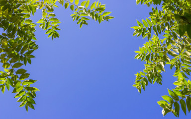 Obraz premium Beautiful Spring leaves background with blue sky.