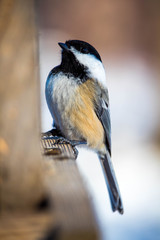 Fototapeta premium Chickadee posing