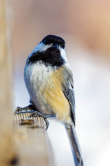 Fototapeta premium Chickadee starring down the lens
