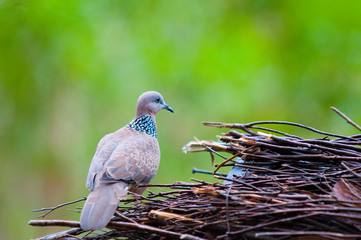 Pigeon and his nest