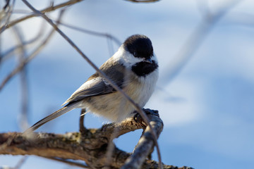 Chickadee day's out
