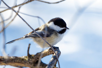 Chickadee pose