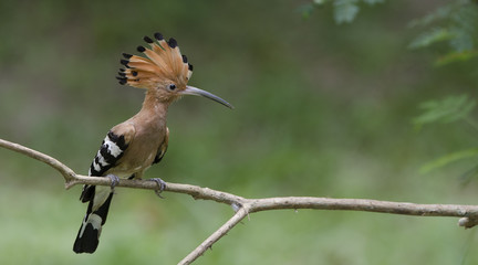 Eurasian Hoopoe or Common Hoopoe ( Upupa epops ) on branch, Bird with orange crest. The beautiful crested  bird in nature, , Bangpra Non-hunting Area,Thailand, © Nuwat