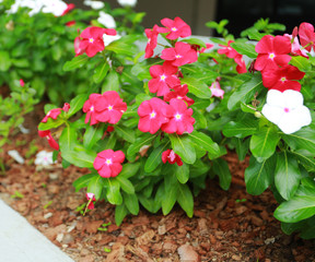 Vinca flower red