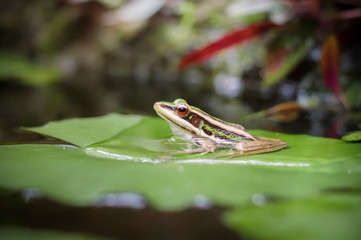 Green frog (green paddy frog) sitting on lotus  leaf  in a pond