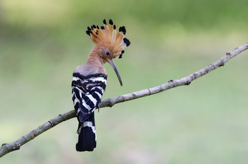 Eurasian Hoopoe or Common Hoopoe ( Upupa epops ) on branch, Bird with orange crest. The beautiful crested  bird in nature, , Bangpra Non-hunting Area,Thailand, © Nuwat