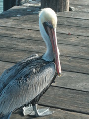 Pelican