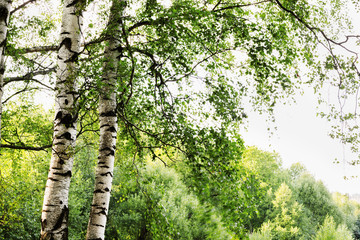 Fototapeta premium summer in sunny birch forest