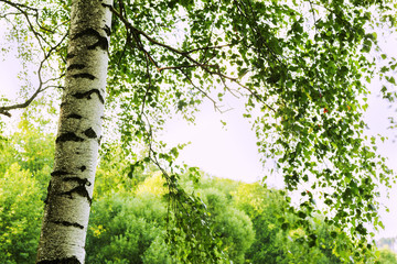 Obraz premium summer in sunny birch forest