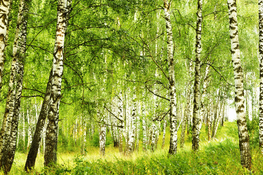Fototapeta summer in sunny birch forest
