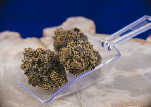 cannabis buds (deep purple strain) - medical marijuana dispensar