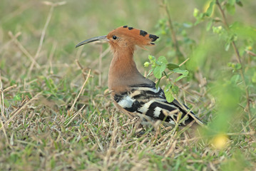 Bird, Common Hoopoe, Upupa epops, Bird on grass, Bird with orang