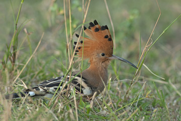 Bird, Common Hoopoe, Upupa epops, Bird on grass, Bird with orang © Nuwat