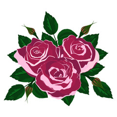 Naklejka premium bouquet of pink roses on a white background