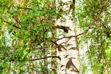 summer in sunny birch forest