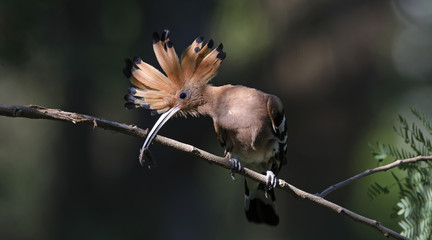Eurasian Hoopoe or Common Hoopoe ( Upupa epops ) on branch, Bird with orange crest. The beautiful crested bird in nature, , Bangpra Non-hunting Area,Thailand, waiting to feed its chicks