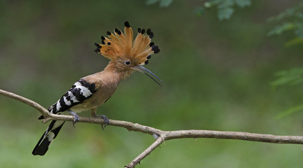 Bird, Common Hoopoe, Upupa epops, Bird on grass, Bird with orang