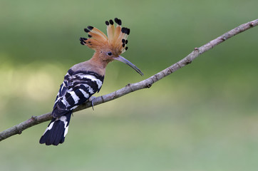 Bird, Common Hoopoe ( Upupa epops ), Birds on branch, Bird with