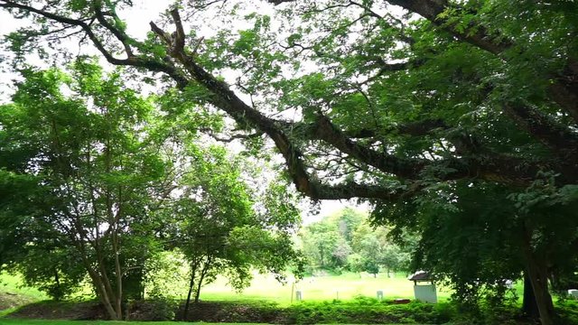 Large green Samanea saman tree standing in green nature background