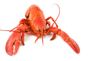 single cooked red lobster isolated on white background
