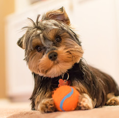 Yorkie, want to play ball?