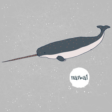 Narwal vector illustration. Hand drawn, isolated on gray background with mesh and white watercolor splash. Arctic marine mammal. Unicorn.