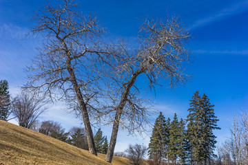 Obraz na płótnie Canvas Leafless tree with blue sky background