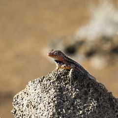 Galapagos lizard on volcanic rock, Bartolome Island
