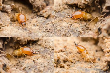 termite