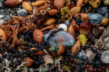 colored stones shells and seaweed on the shore
