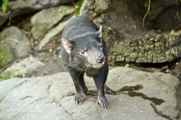 Tasmanian devil