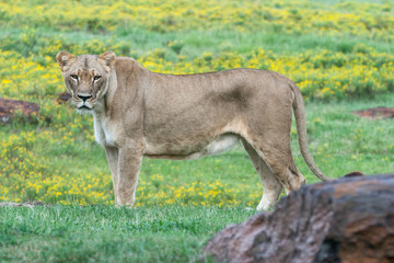 Staring Lioness 