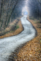 Forest path