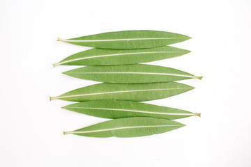 Green tree leaves. Flat lay, top view