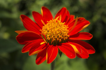 zinnias flowers red