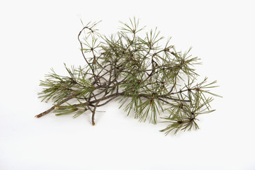 A branch of pine needles on a white background