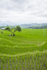 Beautiful rice terraces at Ban Pa Pong Pieng, Mae chaem, Chaing