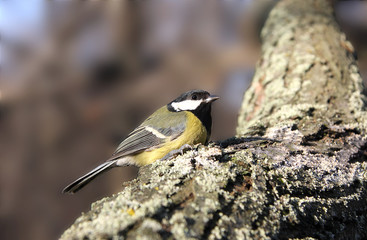 Titmouse