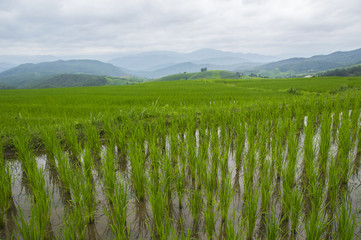 Beautiful rice terraces at Ban Pa Pong Pieng, Mae chaem, Chaing