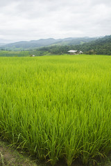 Beautiful rice terraces at Ban Pa Pong Pieng, Mae chaem, Chaing