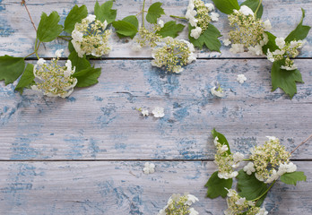 white flowers on blue wooden background