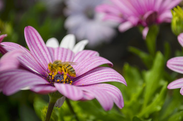 Fototapeta premium Purple flower with a bee flying in the garden