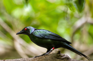 metallic starling