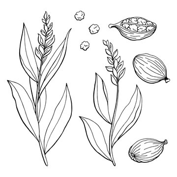 Cardamom graphic black white isolated sketch illustration vector