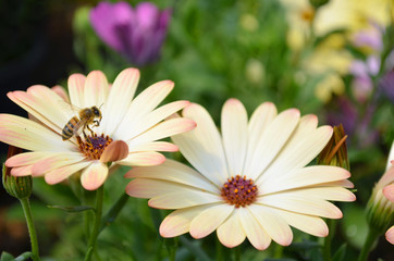 Yellow flowers with a bee flying in the garden