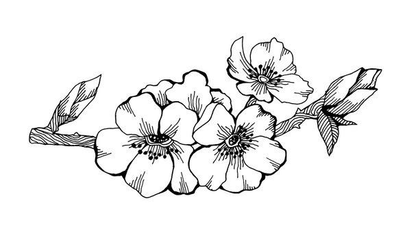 Fototapeta Spring flowering branch as design element. Hand drawn spring flowers for greeting cards. Isolated on white background