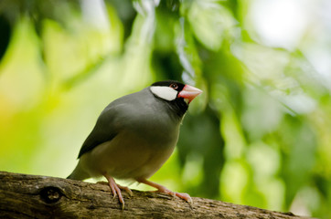 Java sparrow