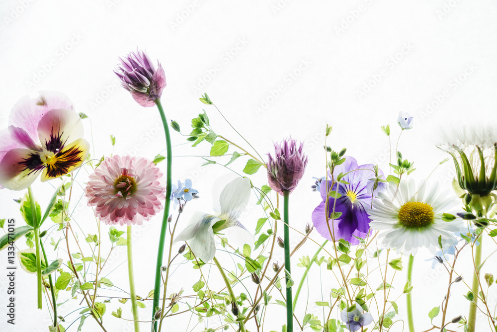 Wall mural summer flowers