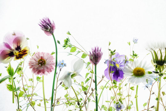 Fototapeta summer flowers