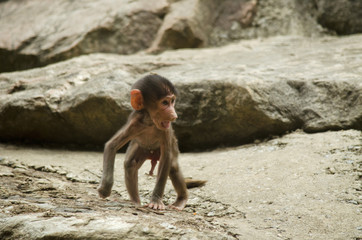 baboon chimp